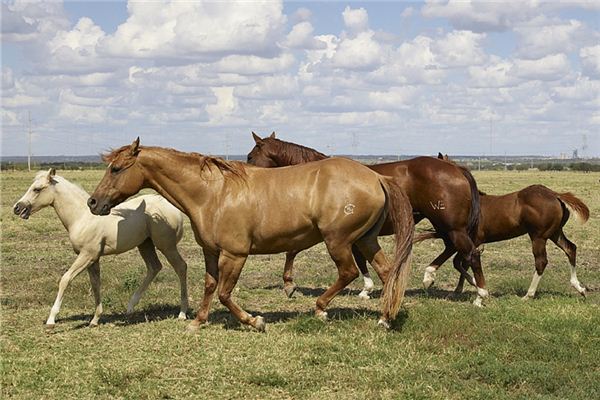 梦见牛马成群结队